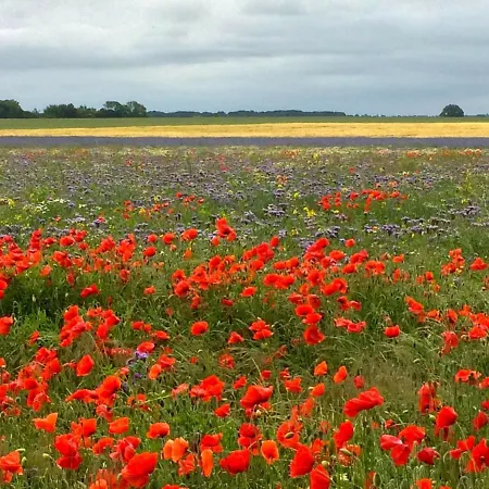 Hébergement de vacances Ferienhaus-sonnenblume Dranske