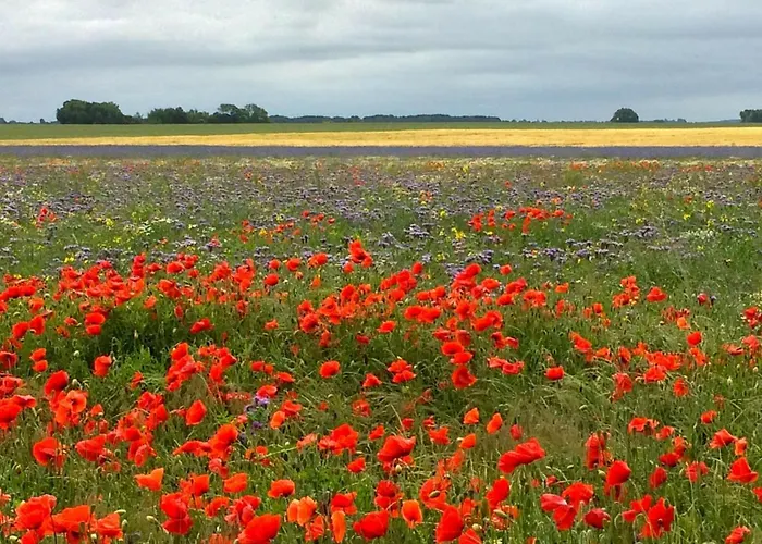 בית נופש Ferienhaus-sonnenblume דראנסקה